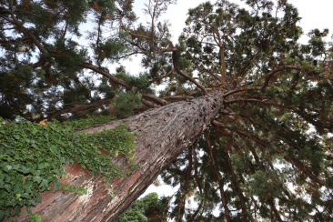 Stadtfuehrung Baumfuehrung