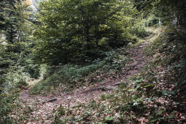 Trail durch den Wald mit Kurve