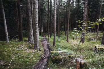 Trail durch den Fürstenwald - Scalära Trail